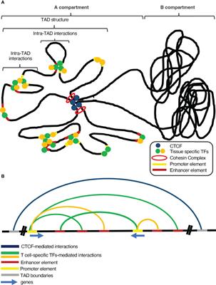 Frontiers D Genome Organization As An Epigenetic Determinant Of